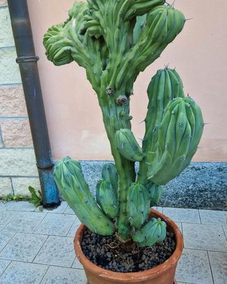 Myrtillocactus Geometrizans Crestata