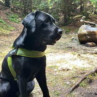Labrador nero da monta