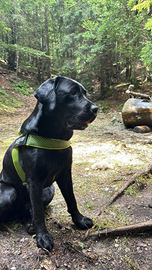 Labrador nero da monta