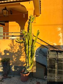 Cactus in vaso