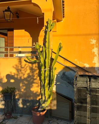 Cactus in vaso