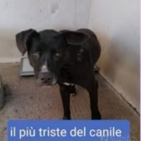 Molossino nero 4anni TRISTE IN BOX DA CUCCIOLO.SUD