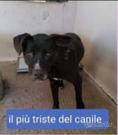 Molossino nero 4anni TRISTE IN BOX DA CUCCIOLO.SUD