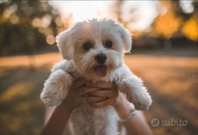 Maltese