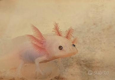 axolotl 