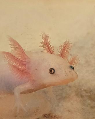 axolotl 