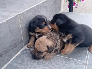 Cuccioli meticcio