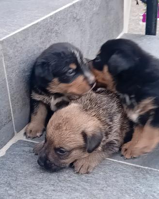 Cuccioli meticcio