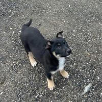 Cuccioli Pastore apuano