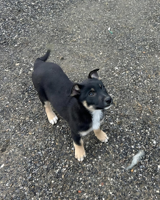Cuccioli Pastore apuano