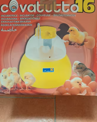 Incubatrice uova