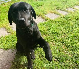 Labrador