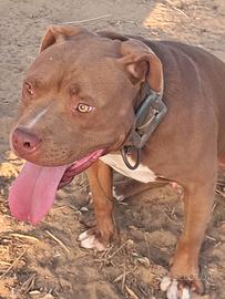 disponibile  pitbull  per monte 