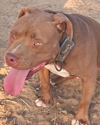 disponibile  pitbull  per monte 