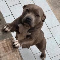 Americans Pitbull blue nose , rednose