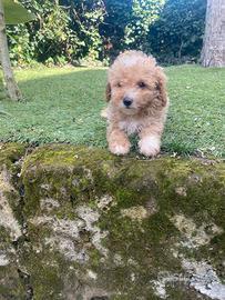 Maltipoo cuccioli