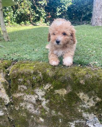Maltipoo cuccioli