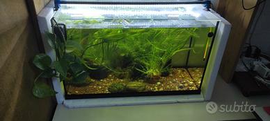 Acquario vasca 60 litri