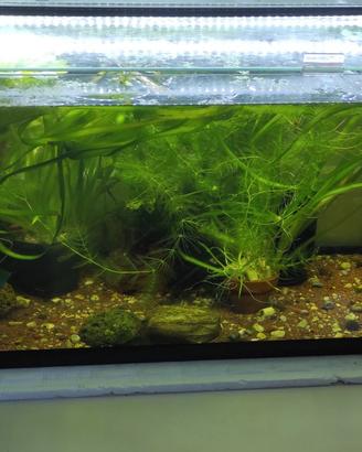 Acquario vasca 60 litri