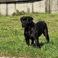 Cane corso per monta