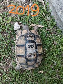 Testudo Marginata 2019