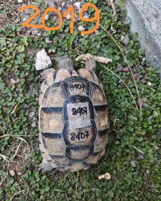 Testudo Marginata 2019