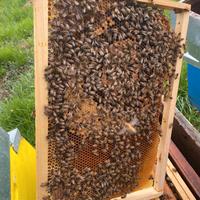 Nuclei e famiglie api Ligustiche