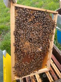 Nuclei e famiglie api Ligustiche