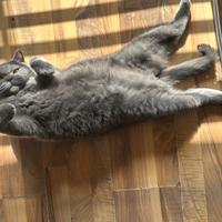 British shorthair