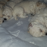 Bishon frisè a poil