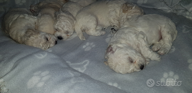 Bishon frisè a poil