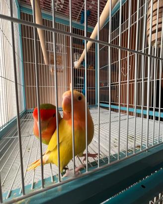 Coppia di inseparabili allevati a mano