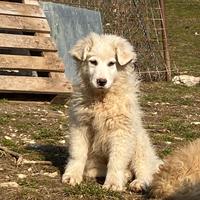 Cani incrocio maremmano pastore del lagorai
