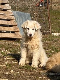 Cani incrocio maremmano pastore del lagorai