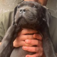 Cucciolo cane corso maschio