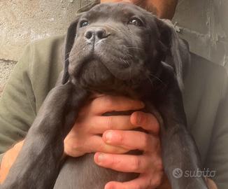 Cucciolo cane corso maschio