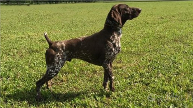 Kurzhaar stallone per monta caccia veneto