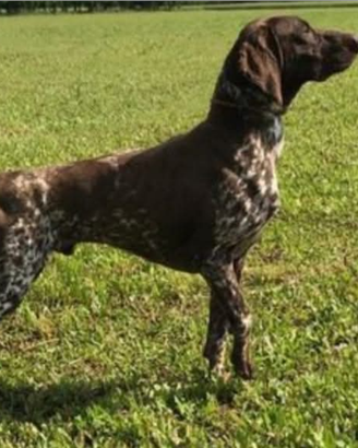 Kurzhaar stallone per monta caccia veneto