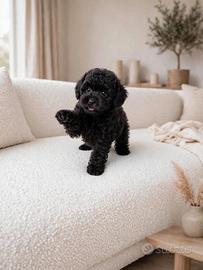 cucciolo barboncino toy