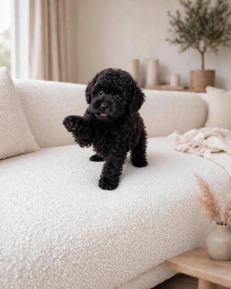 cucciolo barboncino toy