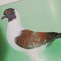 Colombi Triganini modenesi