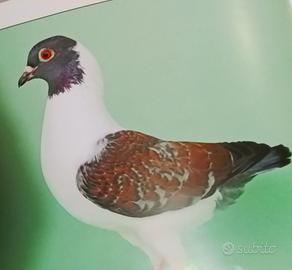 Colombi Triganini modenesi