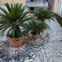 piante cycas 100€ tutte e 4