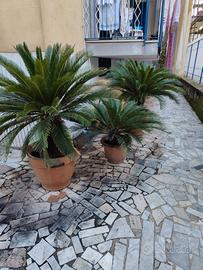 piante cycas 100€ tutte e 4