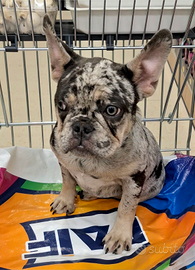 Cucciola bulldog francese