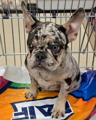 Cucciola bulldog francese