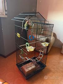 Lovebird