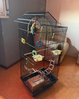 Lovebird