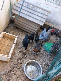 Galline galli pollastri