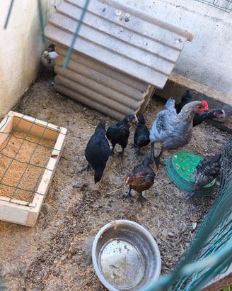 Galline galli pollastri